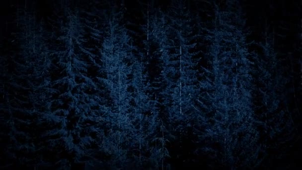 Forêt dense dans l'obscurité — Video