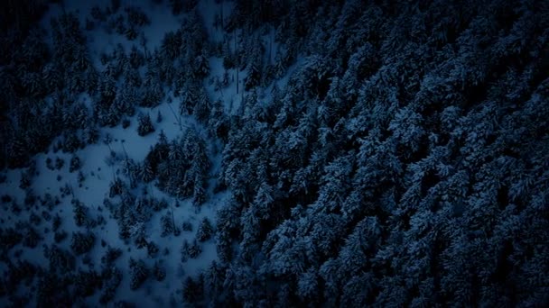 Vue Aérienne Au-dessus De La Forêt D'hiver La Nuit 