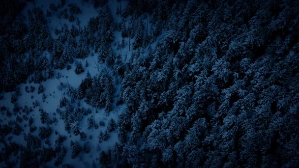 Vue Aérienne Au-dessus De La Forêt D'hiver La Nuit — Video