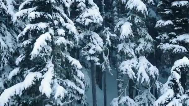 Vliegen door besneeuwde bossen In de Winter — Stockvideo