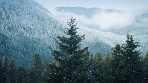Снегопад на деревьях в туманных горах — стоковое видео
