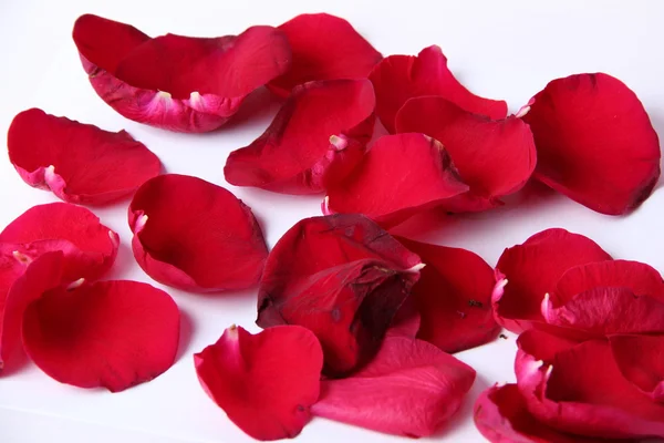 Arka planı süre bir gül yaprağı