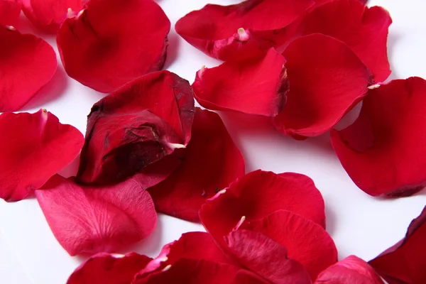 Arka planı süre bir gül yaprağı