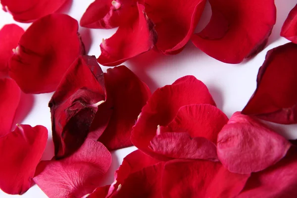 Arka planı süre bir gül yaprağı