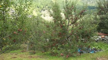 Harsil Uttarakhand Hindistan 'da elma bahçesi. 