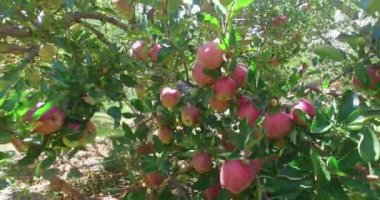 Himalaya Uttarakhand Hindistan 'da elma ağaçları. 