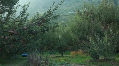 Uttarakhand Himalaya Hindistan 'da elma bahçeleri. 