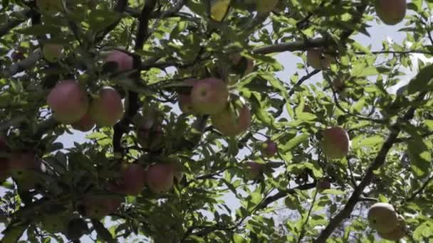 Jabłkowe ogrody w Uttarakhand Himalaya Indie. — Wideo stockowe