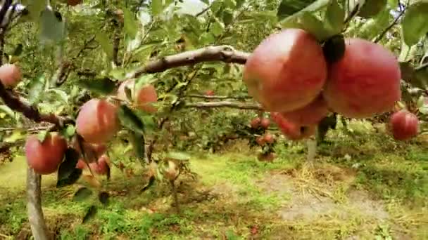 Pommiers en Himalaya Uttarakhand Inde. — Video