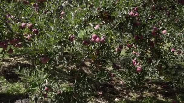 Jardins de pommes en Uttarakhand Himalaya Inde. — Video