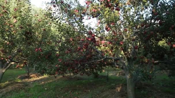 Sady jabłkowe w Uttarakhand Himalaya Indie. — Wideo stockowe