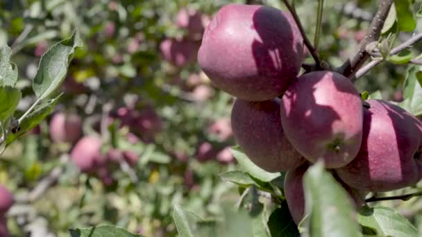 Apple jardins em Uttarakhand Himalaya Índia. — Vídeo de Stock