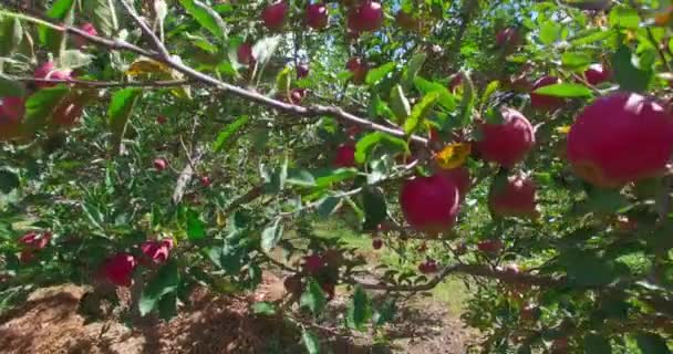 Pommiers en Himalaya Uttarakhand Inde. — Video