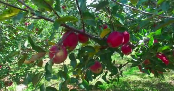 Manzanos en Himalaya Uttarakhand India. — Vídeo de stock