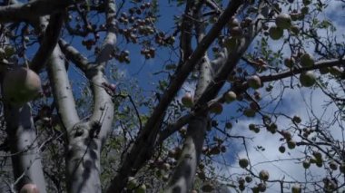 Harsil Himalaya Uttarakhand Hindistan 'da elma bahçeleri. 