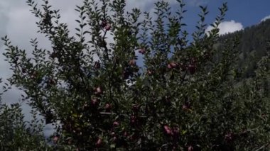 Uttarakhand Himalaya Hindistan 'daki elma bahçeleri. 
