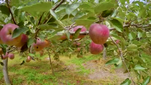 Manzanos en Himalaya Uttarakhand India. — Vídeo de stock