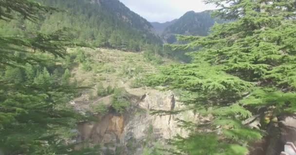 Bomen op grote hoogte Himalaya regio in India. — Stockvideo