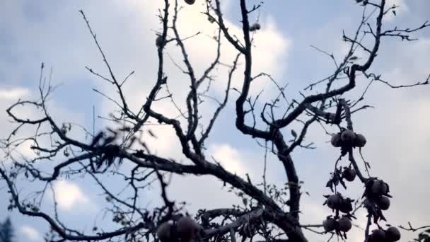 Μήλο κήπους στο Uttarakhand Himalaya Ινδία. — Αρχείο Βίντεο