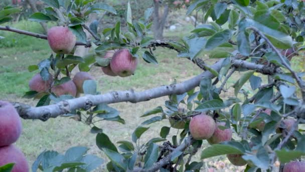 Apple gardens in Uttarakhand Himalaya India. — Stock Video