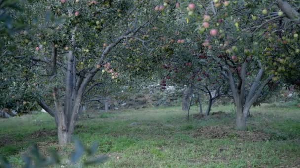Uttarakhand Himalaya Hindistan 'daki elma bahçeleri. — Stok video