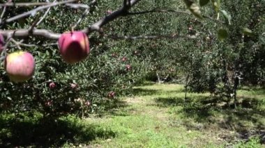 Uttarakhand Himalaya Hindistan 'daki elma bahçeleri. 