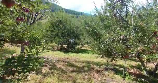 Alberi di mele in Himalaya Uttarakhand India. — Video Stock
