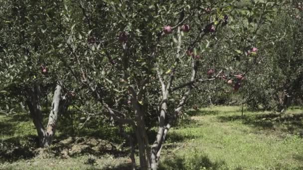Jabłkowe ogrody w Uttarakhand Himalaya Indie. — Wideo stockowe