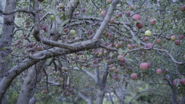 Apple gardens in Uttarakhand Himalaya India. — Stock Video