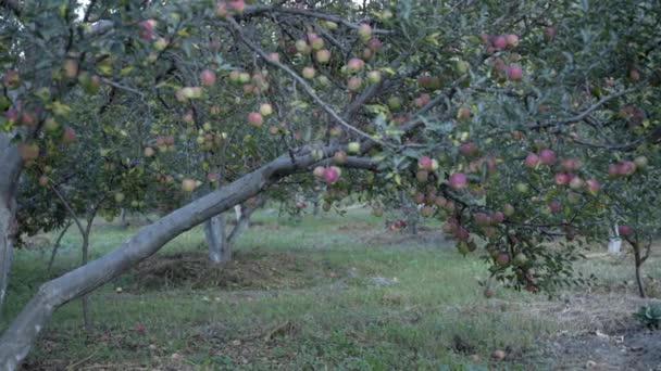 Apple gardens in Uttarakhand Himalaya India. — Stock Video