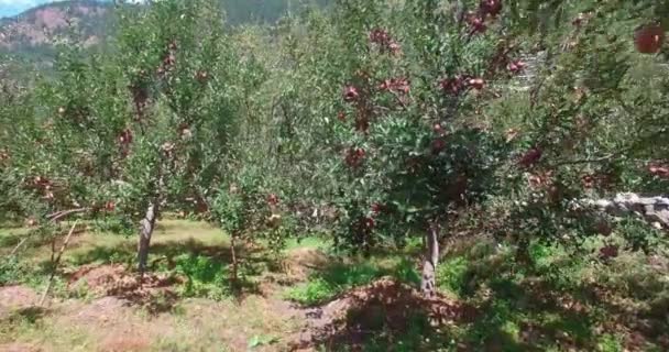 Árvores de Apple em Himalaya Uttarakhand Índia. — Vídeo de Stock