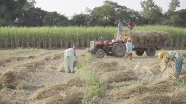 Hindistan 'ın ünlü tarımcısı çeltik mahsulü hasat ediyor, Hindistan tarımı