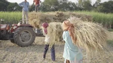Hindistan 'ın ünlü tarımcısı çeltik mahsulü hasat ediyor, Hindistan tarımı
