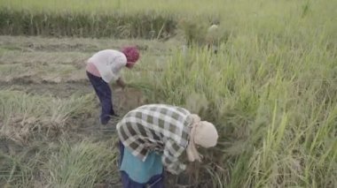 Hindistan 'ın ünlü tarımcısı çeltik mahsulü hasat ediyor, Hindistan tarımı