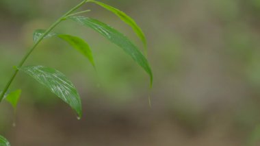 Akan suyun yanında bir yaprağın hayatı