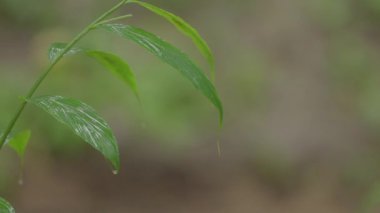 Akan suyun yanında bir yaprağın hayatı