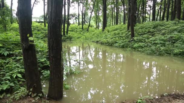 Najlepszym sposobem zachowania wody deszczowej w lasach — Wideo stockowe
