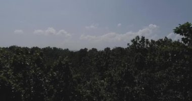 Uttarakhand Hindistan 'da Geleneksel Su Hasadı