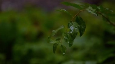 Ormanlar, Suyu hasat etmek için en iyi yer