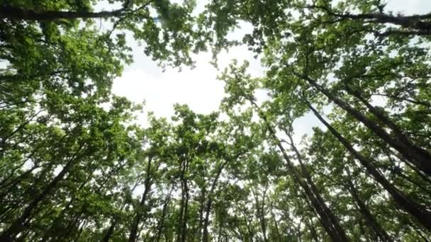 Lasy, najlepsze miejsce do zbioru wody — Wideo stockowe