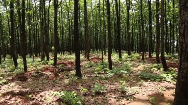 Digging Wholes in Forest To Conserve Rain Water — Stock Video