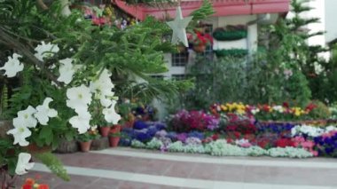 Himalaya 'da çiçekler, Doğa güzelliğinin kanadı.