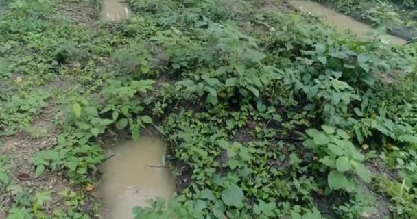 A maneira tradicional de colheita de água em Uttarakhand Índia — Vídeo de Stock