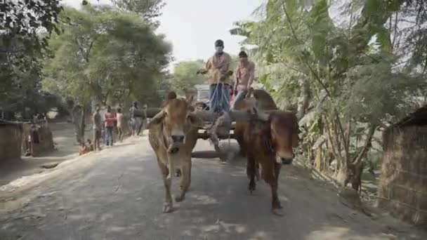Venkovské Indie, Bullock vozík řidič nosí masku v ohrožení Corona. — Stock video