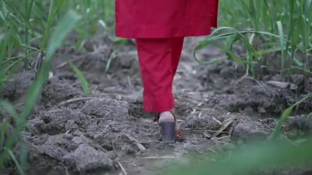 Gadis India di lapangan hijau — Stok Video