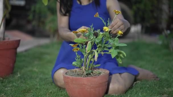 Indian girl gardening in lawn of house — Αρχείο Βίντεο