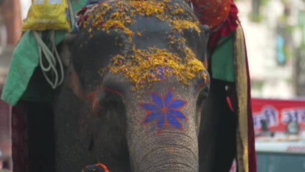 Maha kumbh Haridwar 2021 dekoracyjny prom słoń dla Saint Slowmotion Apple Prores 422 CineTone — Wideo stockowe