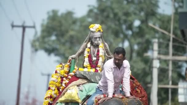 Indyjski sadhus przybywa do Kumbh Mela, królewskie powitanie. Ash pokryte Sadhus siedzi w koniu nosząc girlandę, Appleprores 422 Cinetone 60fps. — Wideo stockowe