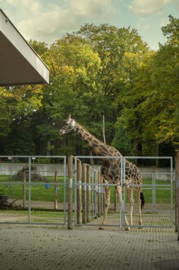 Rothschild's giraffe (Giraffa camelopardalis rothschildi) in Krakow ZOO, Poland clipart