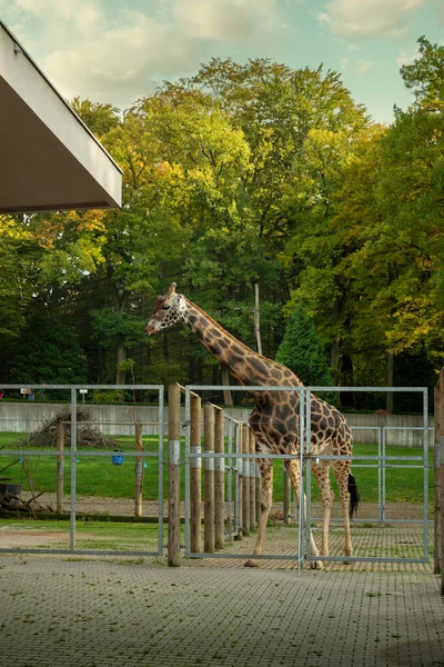 Rothschilds Giraffe Giraffa Camelopardalis Rothschildi Krakauer Zoo Polen — Stockfoto
